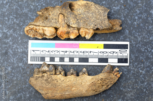 Obraz na płótnie Archaeological finds - the remains of the jaws of medieval animals w salonie
