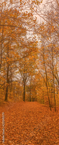 Herbstwald  goldener Herbst  Landschaft  Hochformat  