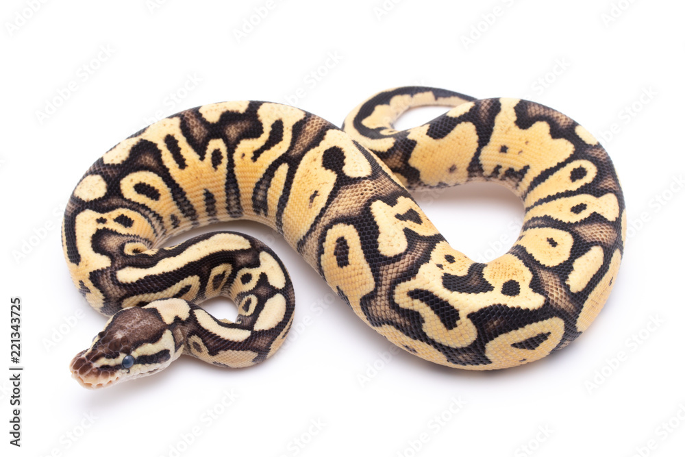 ball python snake reptile on white ball python snake reptile on white