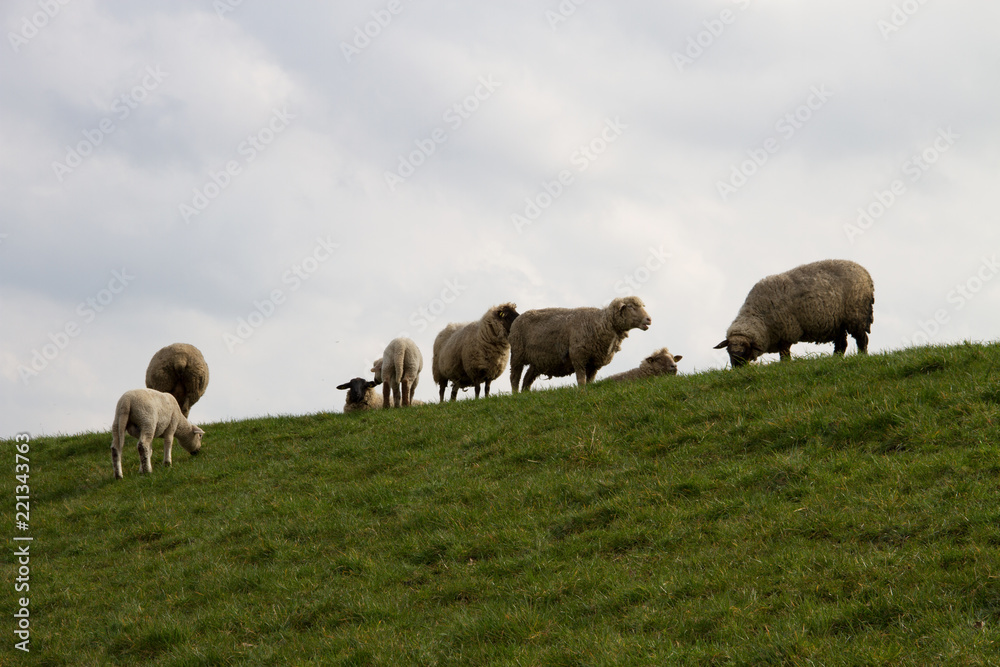 eine schaf herde auf einer weide fotografiert während eines spaziergangs in der natur norddeutschlands mit weitwinkelobjektiv eine schaf herde auf einer weide fotografiert während eines spaziergangs in der natur norddeutschlands mit weitwinkelobjektiv