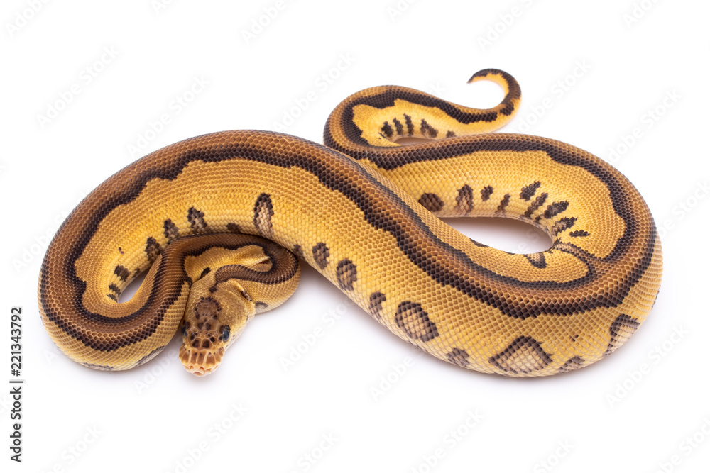 Obraz premium ball python snake reptile on white