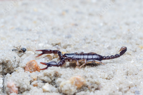 Scorpion creeps on the sand close up