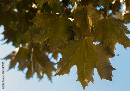 Autumn leaf on blue sky background