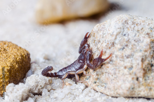 Scorpion creeps on the sand close up © andrei310