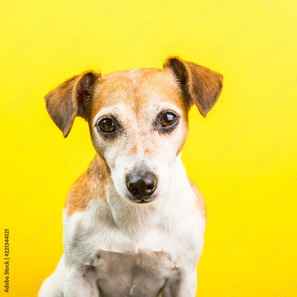 Dog face on yellow background. Adorable dog Jack Russel terrier. Square shape. Looking to the camera
