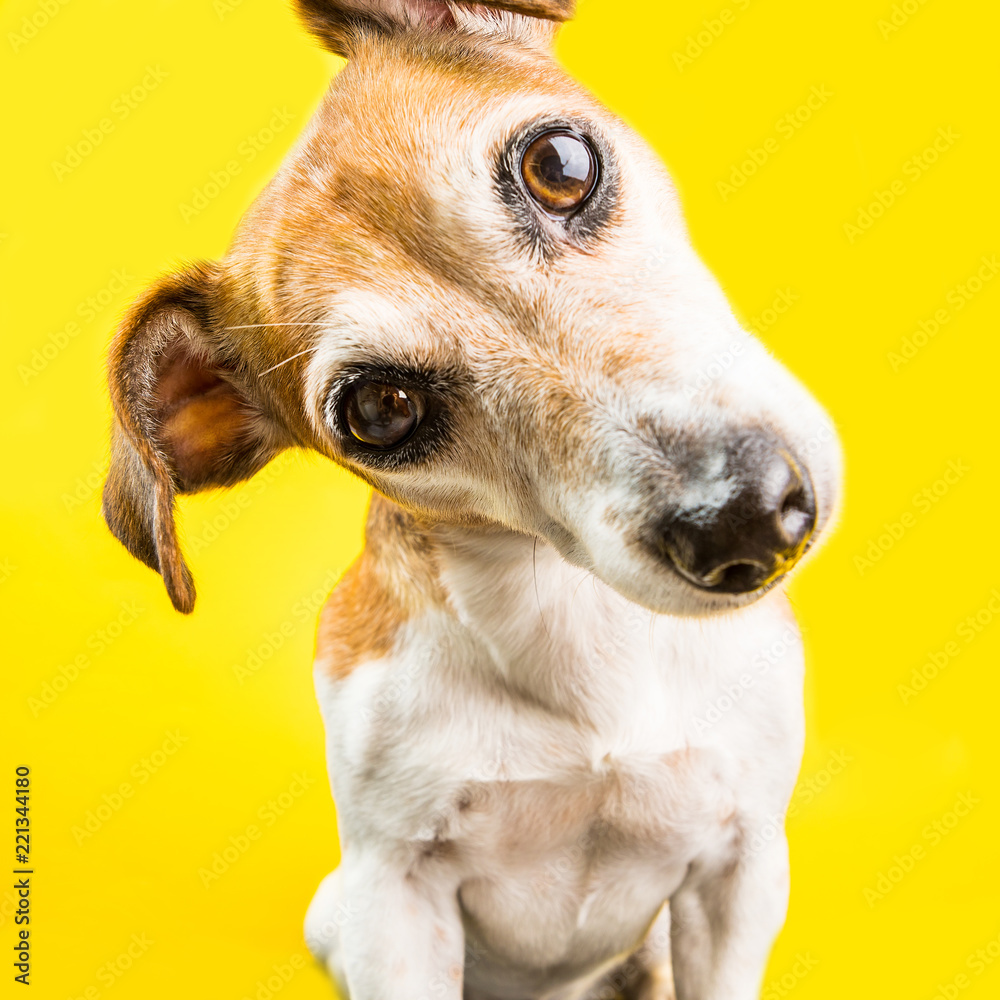 Close up surprised curious lovely dog Jack Russell terrier portrait on yellow background. Bright emotions - obrazy, fototapety, plakaty 
