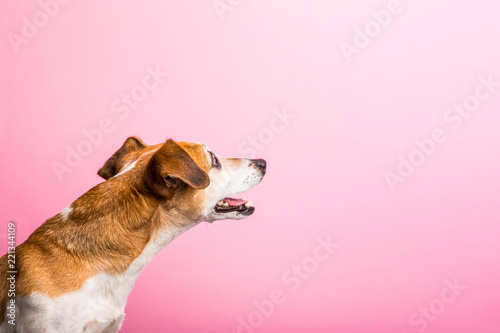 Dog profile view from side. Curious inerested surprised shocked asking face. Pink background. Horizontal banner. Looking up. Lovely pet