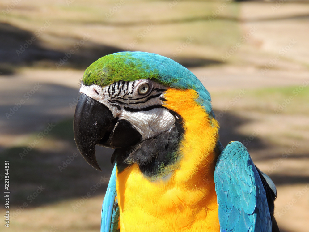 Fototapeta premium Macaw Parrot (Psittaciformes) Island of Kauai