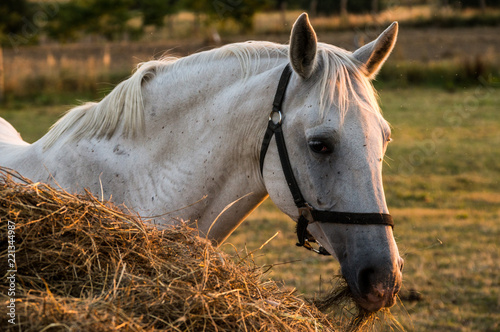 white horse in evening sun