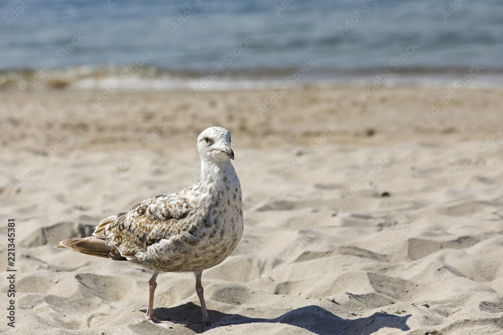 There is a seagull on the sand near the sea shore There is a seagull on the sand near the sea shore
