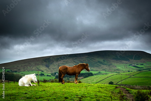 Pendle Hill with Horses. Lancashire. England photo