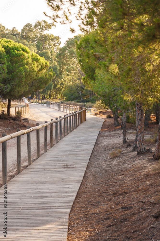 Mediterranean park by the sea - a path from boards along the trees - national nature reserve