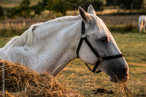 white horse in evening sun