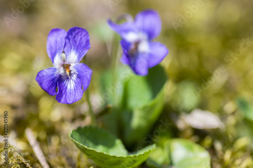 Viola odorata wild small flower in bloom  violet purple flowering plant