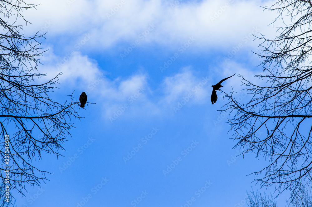 Two birds Two birds