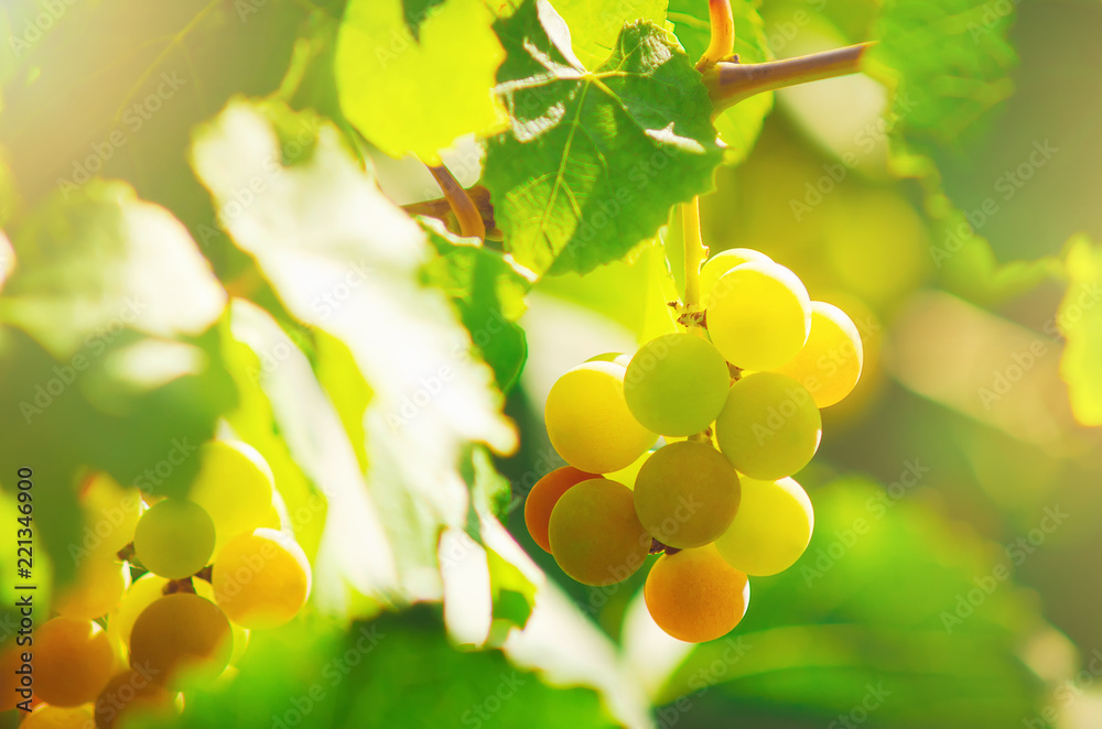 A large white wine grape grows on a bed in bright sunlight. A large white wine grape grows on a bed in bright sunlight.