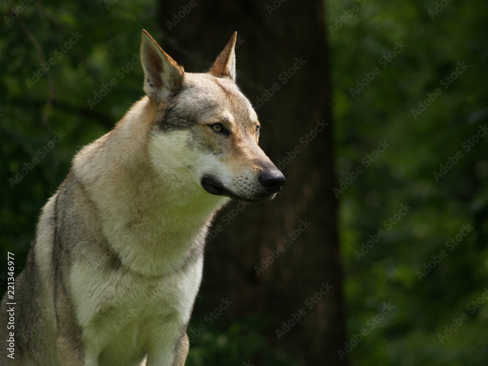 Tschechoslowakischer Wolfhund