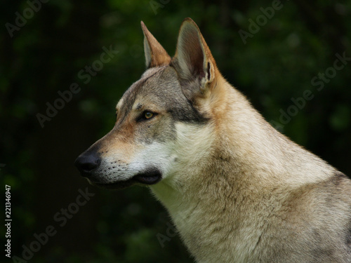 Tschechoslowakischer Wolfhund