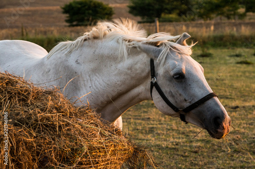 white horse in evening sun