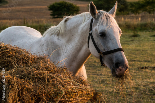 white horse in evening sun
