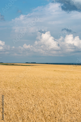 wheat field ready for harvest
