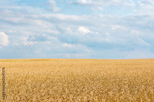 wheat field ready for harvest