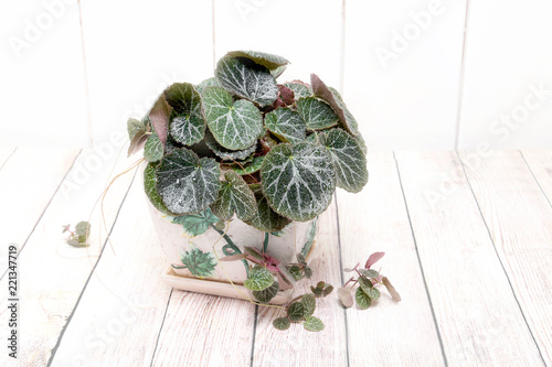 Saxifrage. Houseplant