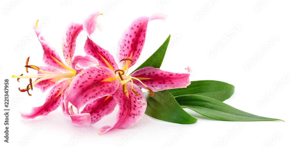 Two pink lilies. Two pink lilies.