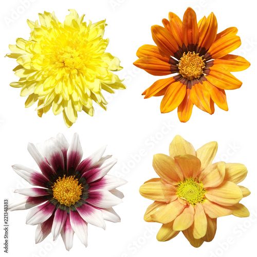 Four flowers isolated on white background 