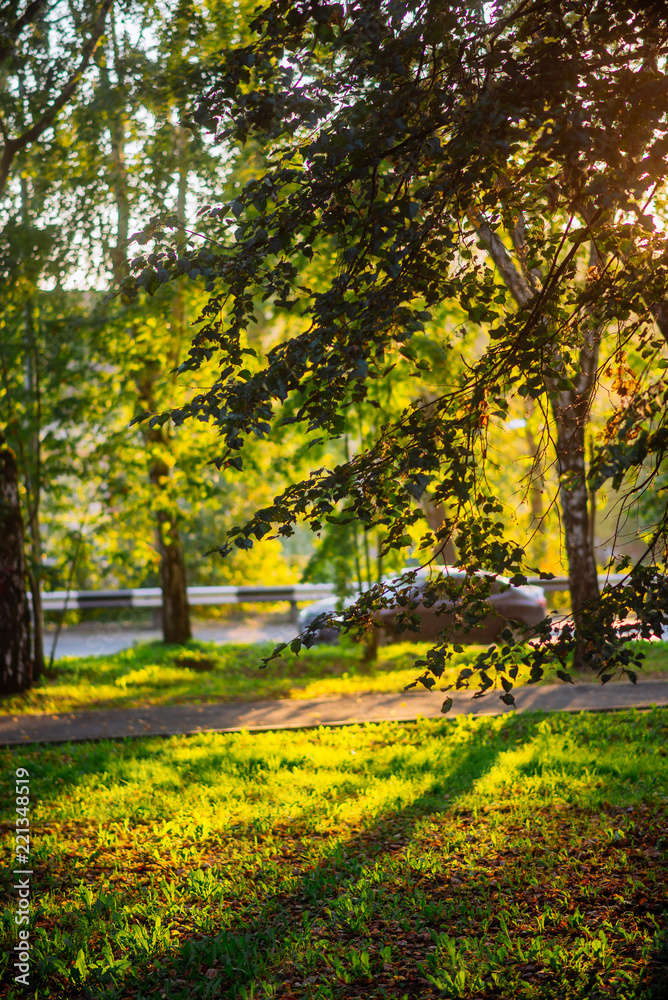 Fototapeta premium the sun's rays in the autumn Park, sunset through the leaves of trees
