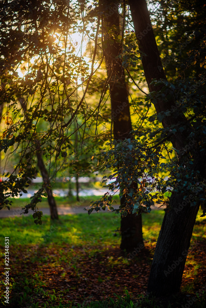 the sun's rays in the autumn Park, sunset through the leaves of trees the sun's rays in the autumn Park, sunset through the leaves of trees