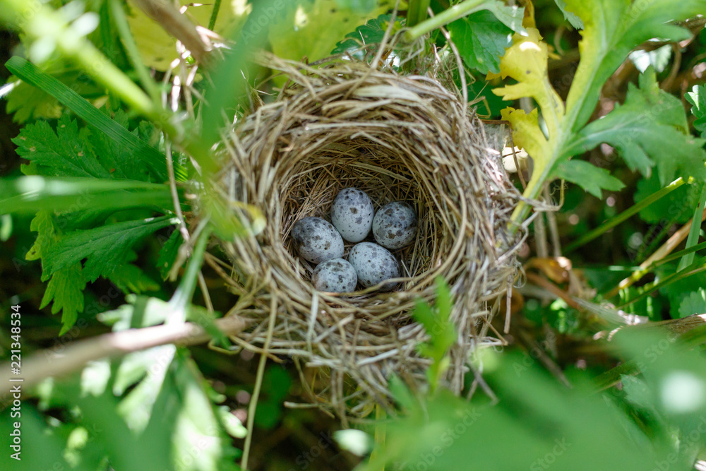 Acrocephalus palustris. The nest of the Marsh Warbler in nature. Acrocephalus palustris. The nest of the Marsh Warbler in nature.