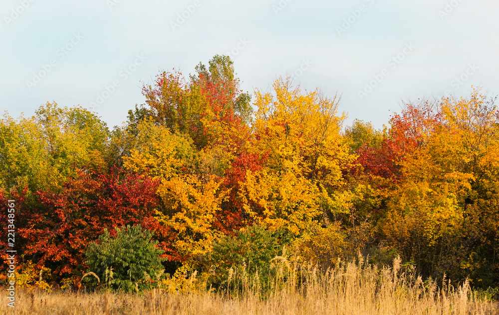autumn landscape with multi-colored deciduous trees and shrubs