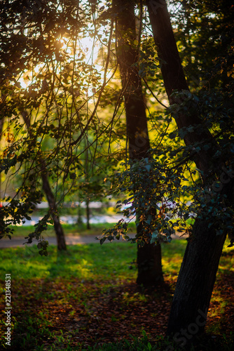the sun s rays in the autumn Park  sunset through the leaves of trees