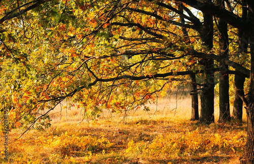 autumn landscape with colorful tree crowns
