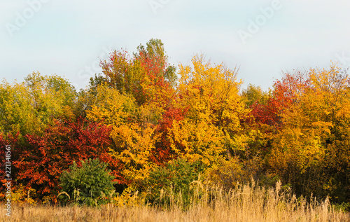 autumn landscape with multi-colored deciduous trees and shrubs