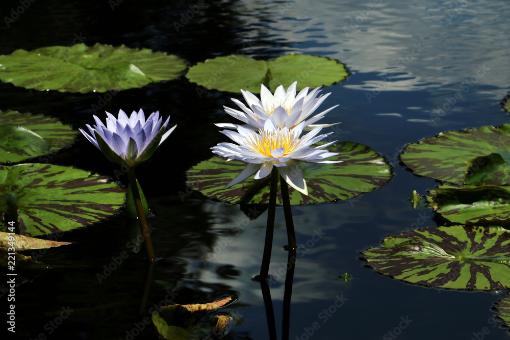 Lilies in Pond