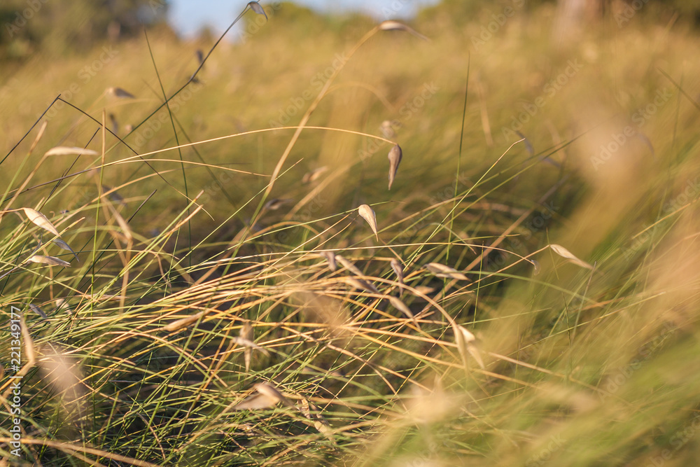 Close-up of field grass in the wind bent Close-up of field grass in the wind bent