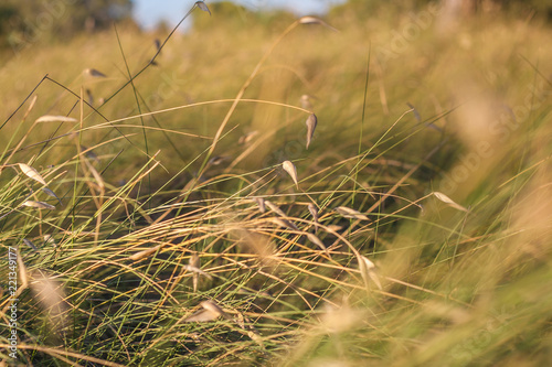 Close-up of field grass in the wind bent