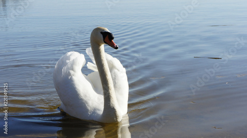 white swan in lake