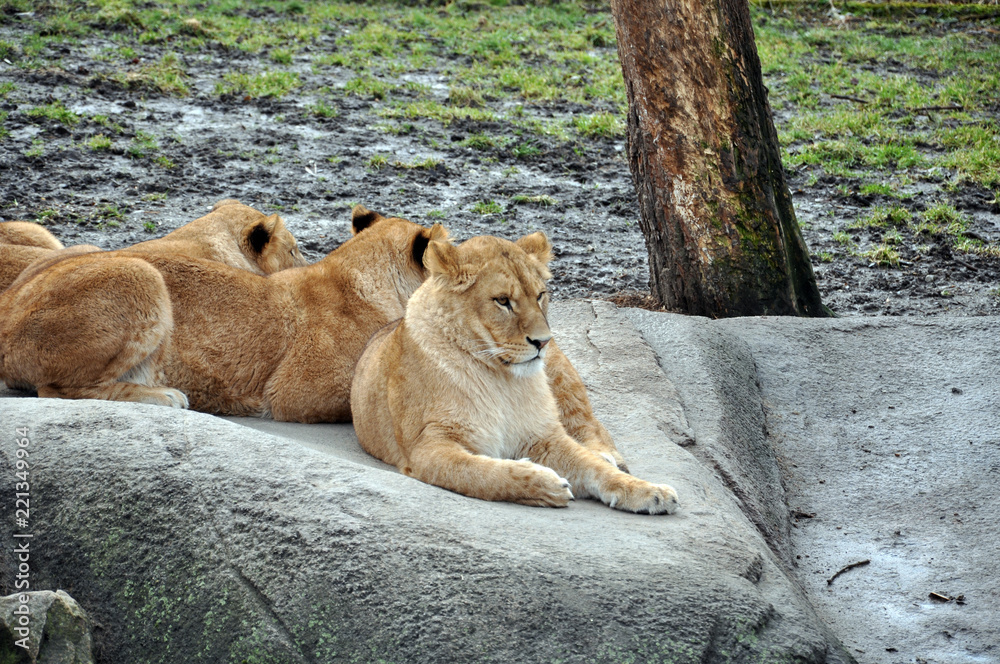 Naklejka premium Lion cub
