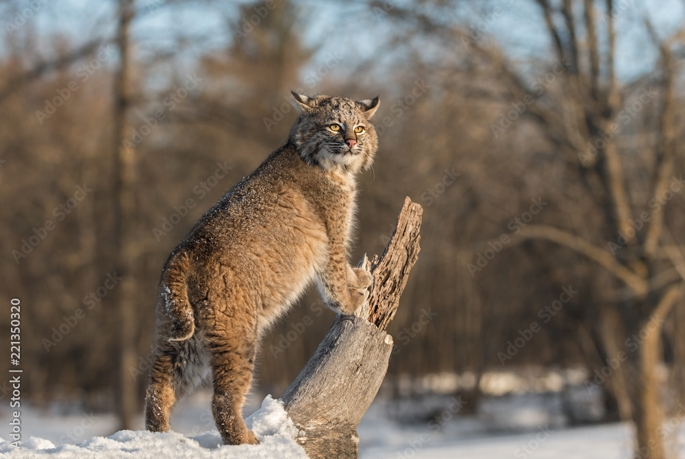 Fototapeta premium Bobcat (Lynx rufus) Stands Up on Log