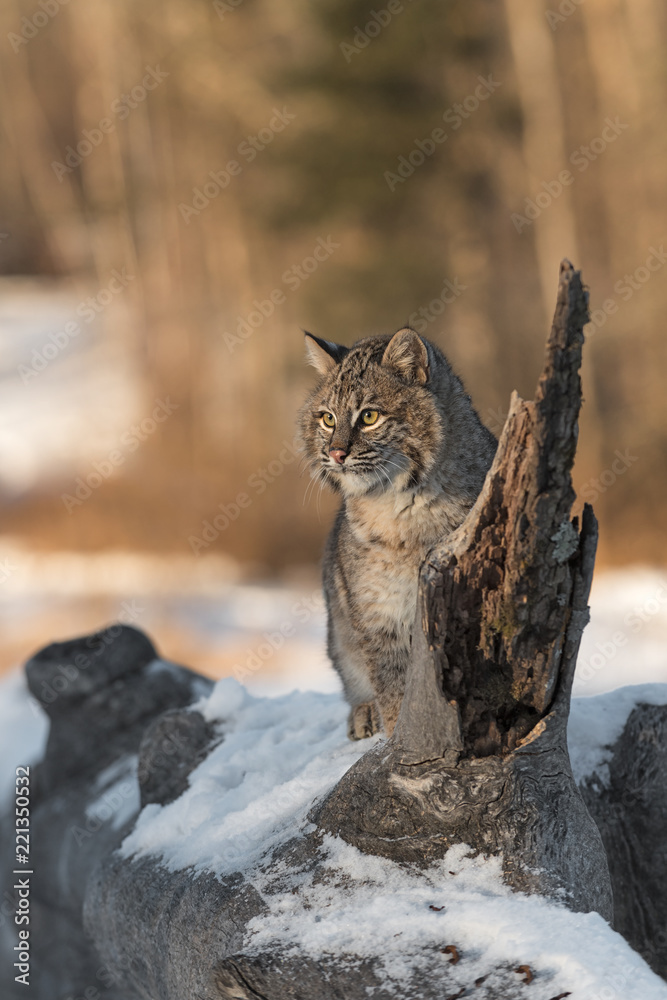 Naklejka premium Bobcat (Lynx rufus) Sits on Log Looking to Light