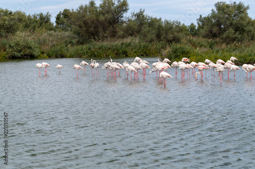 Greater Flamingos Birds At Dusk 3