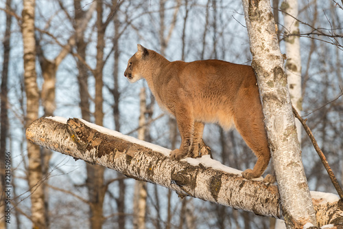 Adult Female Cougar (Puma concolor) Stands in Tree Facing Left