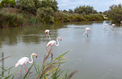 Greater Flamingos Birds At Dusk 12