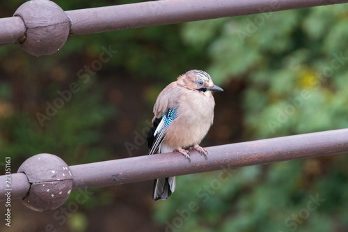 jay on fence