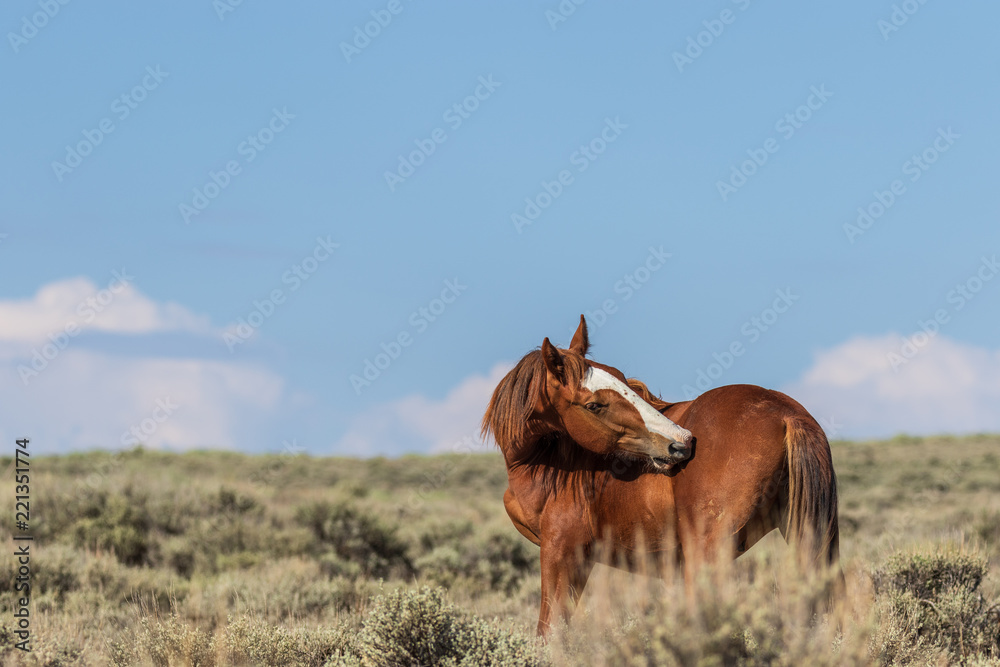 Fototapeta premium Beautiful Wild Horse in Sand Wash Basin Colorado