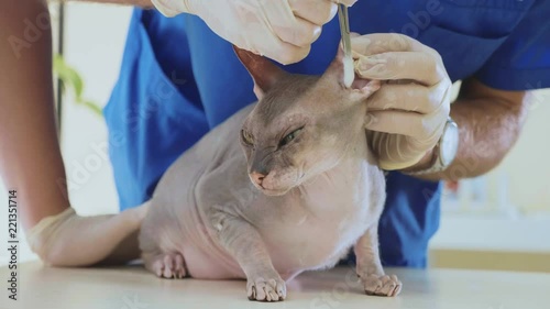 The veterinarian is cleaning the ears of a bald sphinks cat at veterinary clinic photo