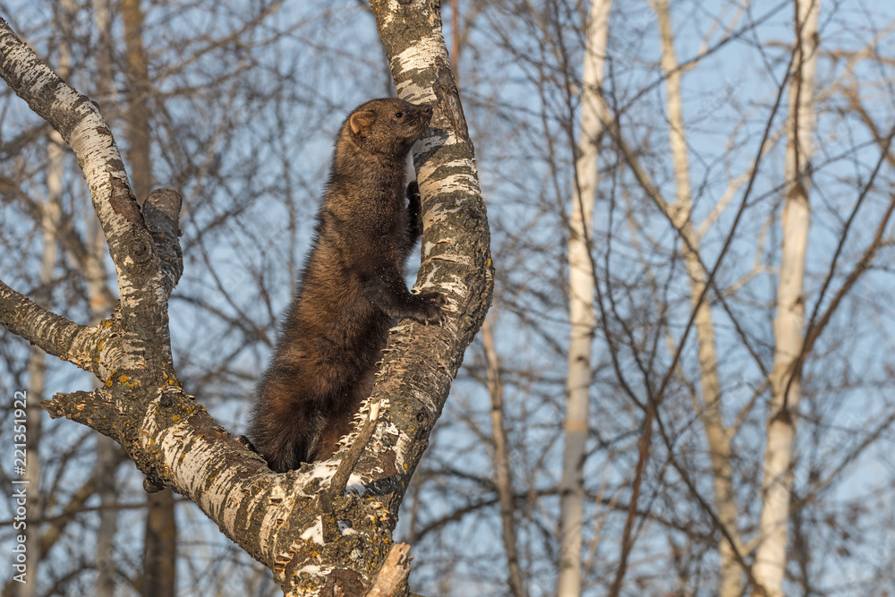 Fototapeta premium Fisher (Martes pennanti) Stands Up Along Tree
